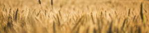 layer-img-wheat