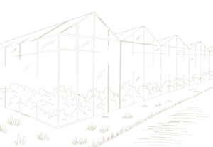 background-gewaechshaus