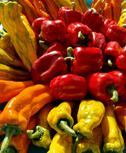 vielfalt-paprika-rot-gelb